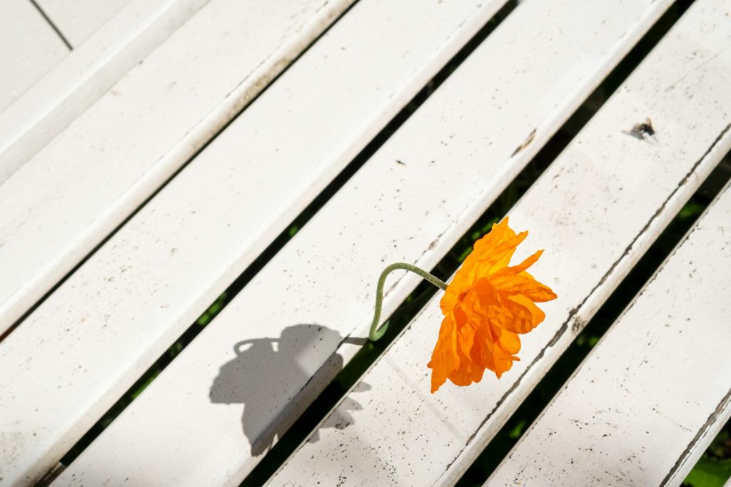 yellow flower on white wooden bench representing adapting to change as a paraeducator